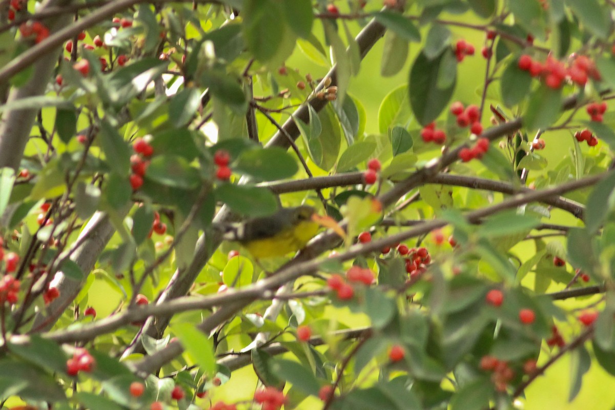 Reinita Canadiense - ML645045994