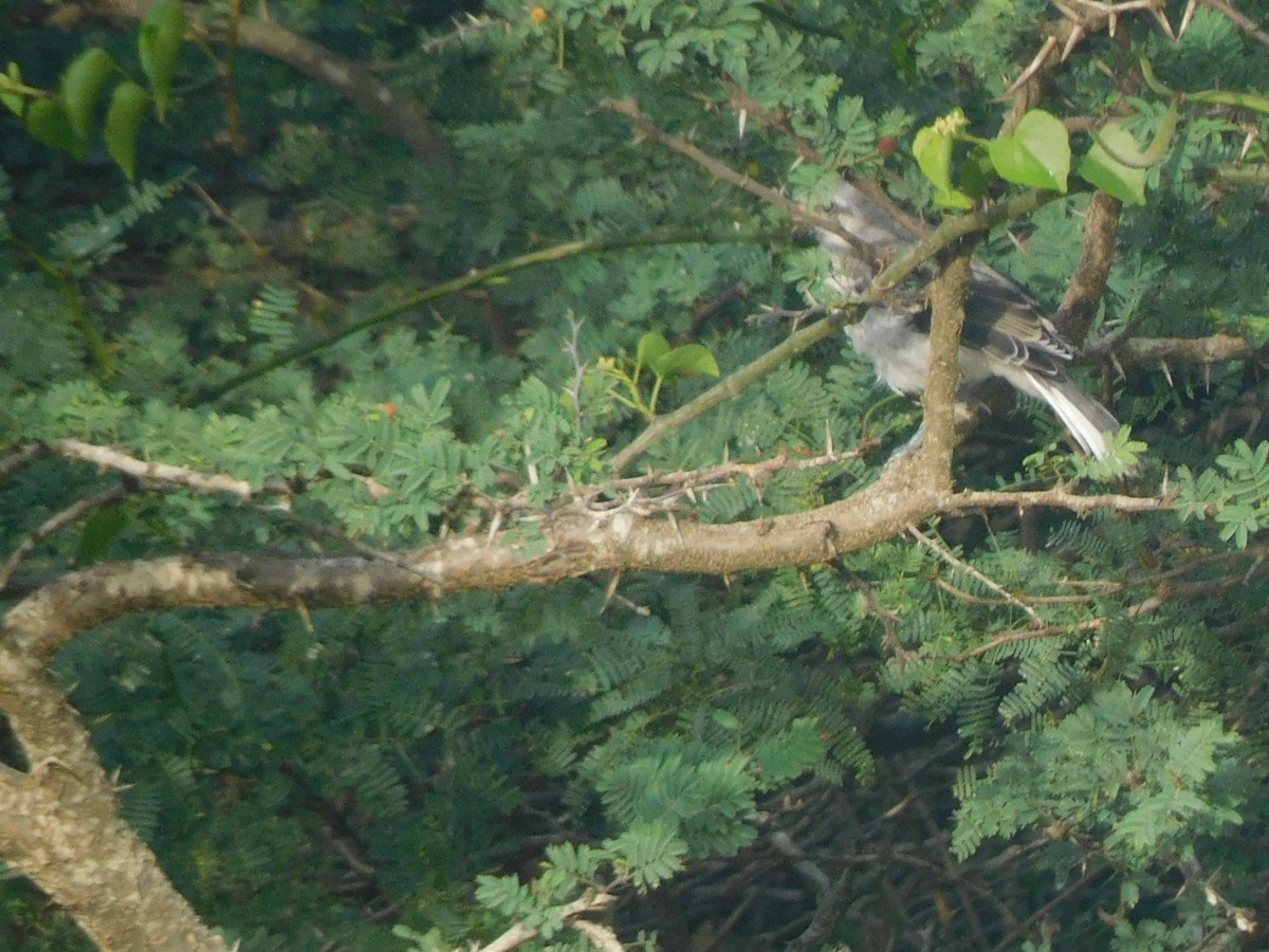 Tropikal Taklitçi - ML645045996