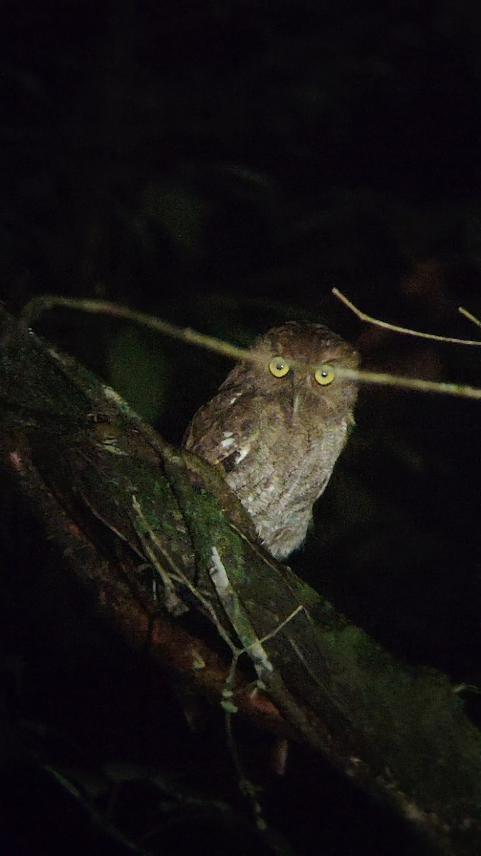 Middle American Screech-Owl - ML645046009