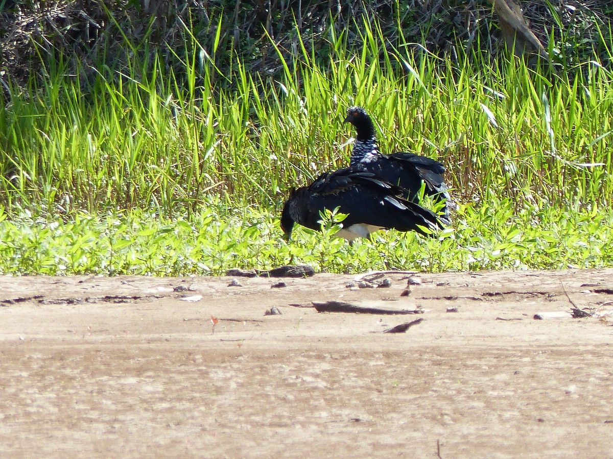 ツノサケビドリ - ML645046012