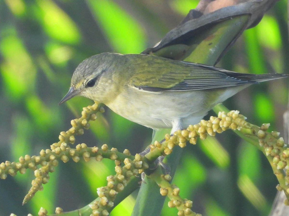 Tennessee Warbler - ML645046015