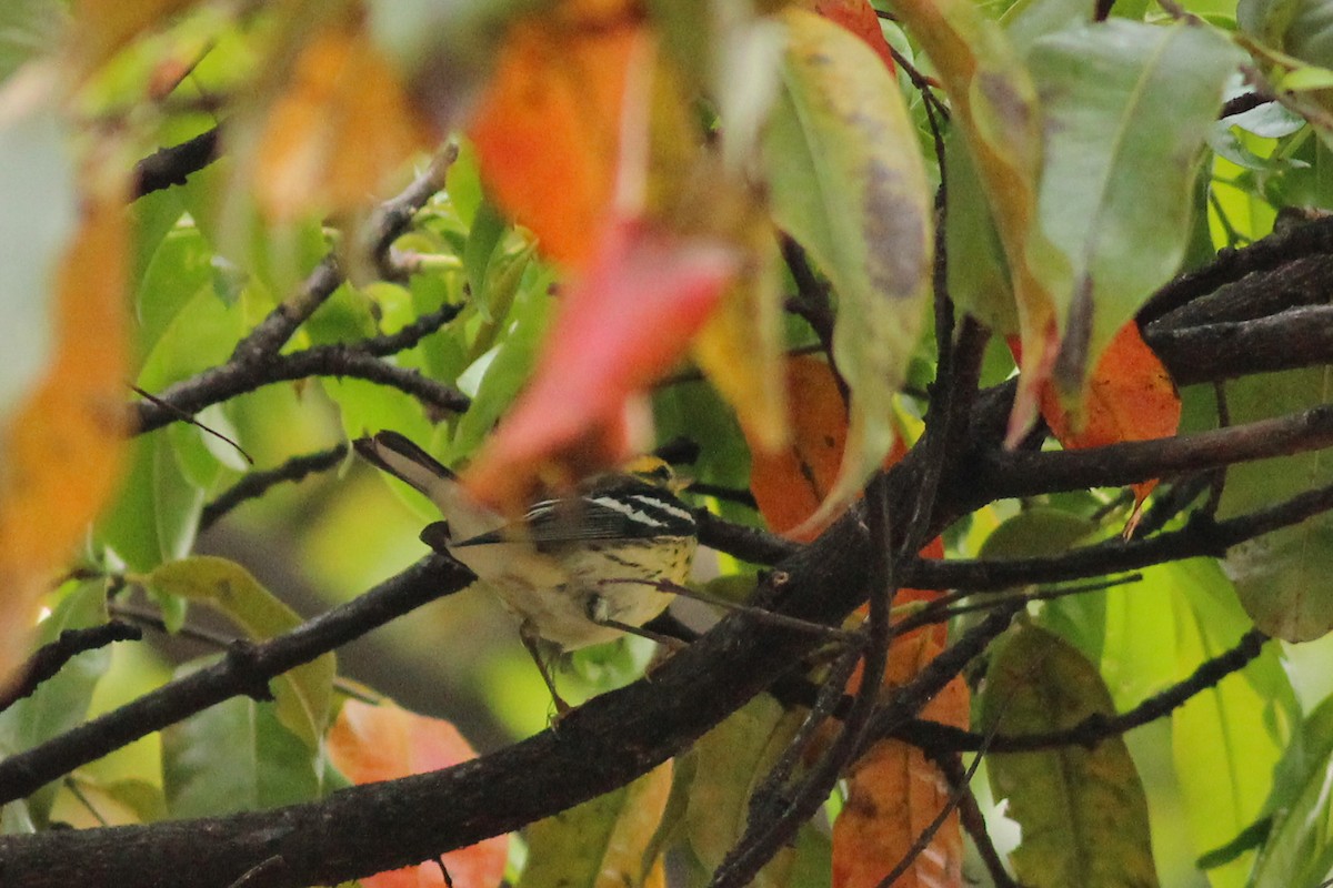 hemlokkparula - ML645046019