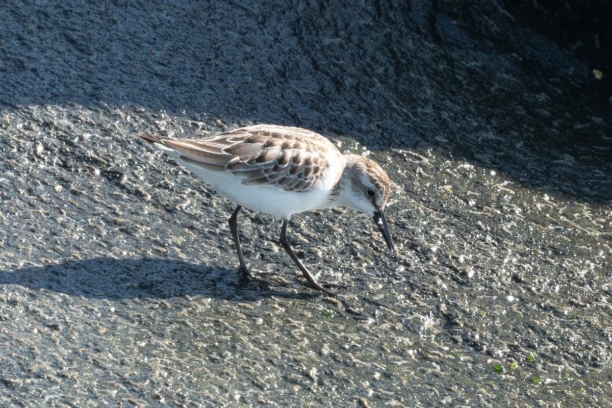 Semipalmated Sandpiper - ML645046021