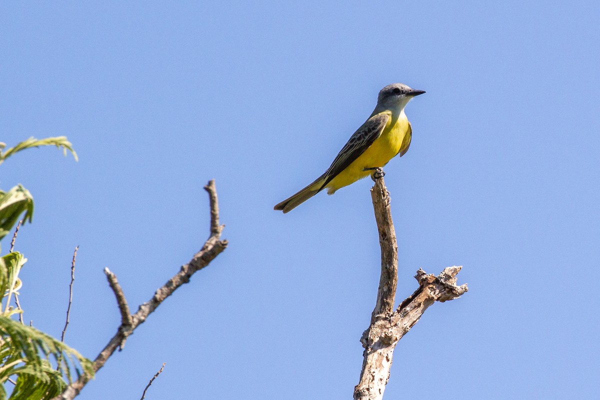 Tropical Kingbird - ML645046046
