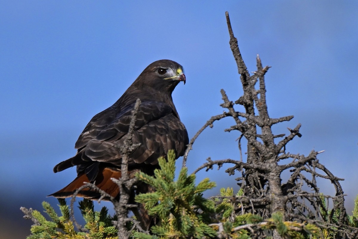 Red-tailed Hawk (abieticola) - ML645046056