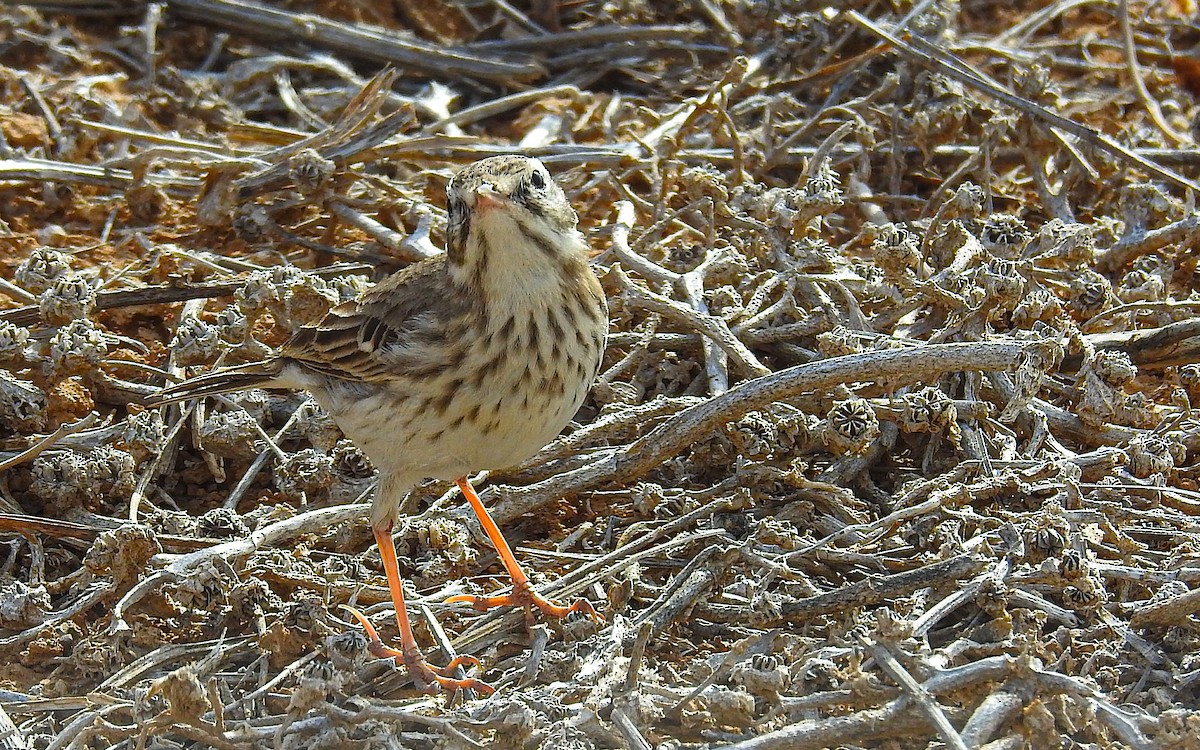 Berthelot's Pipit - ML645046062