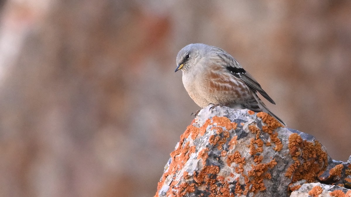 Accenteur alpin - ML645046071