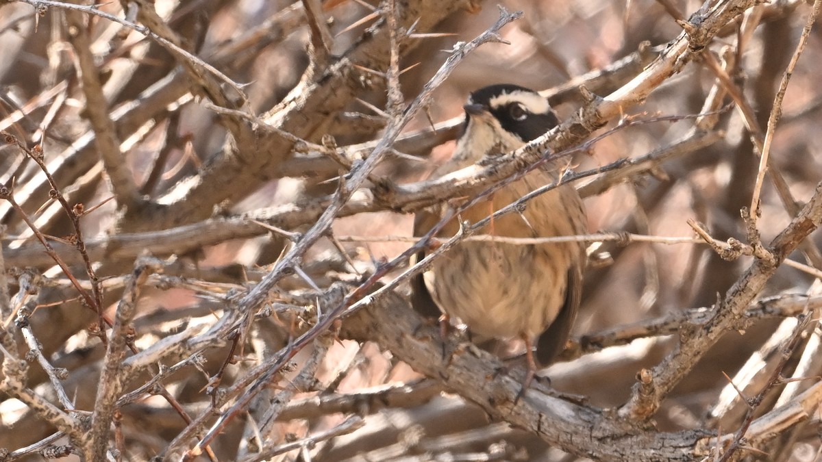 Accenteur de Radde - ML645046079