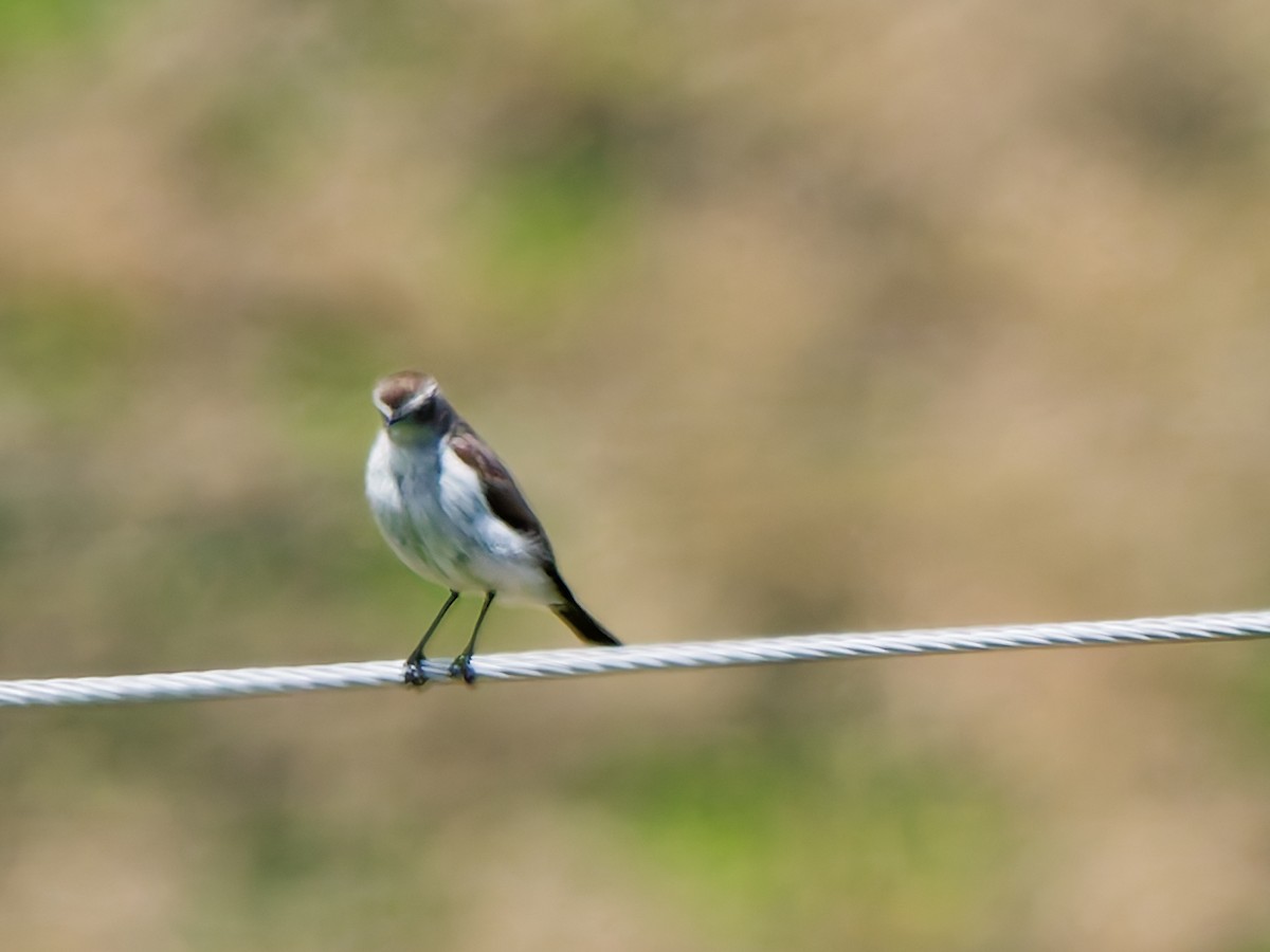 White-browed Ground-Tyrant - ML645046080