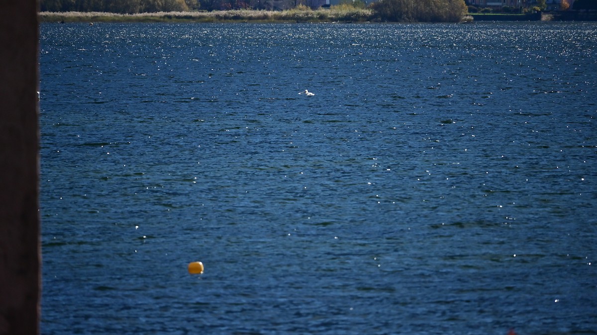 labuť velká - ML645046084