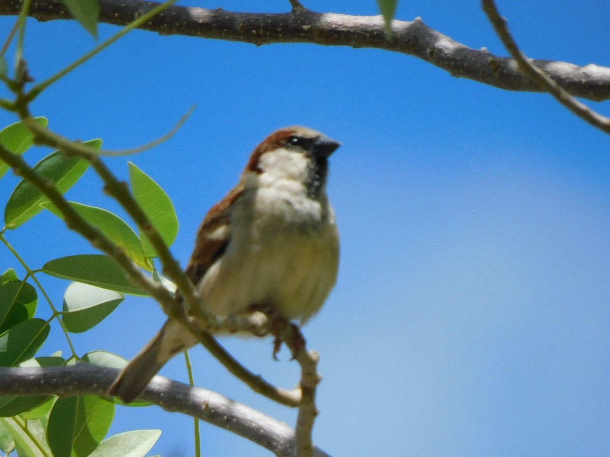 vrabec domácí - ML645046086