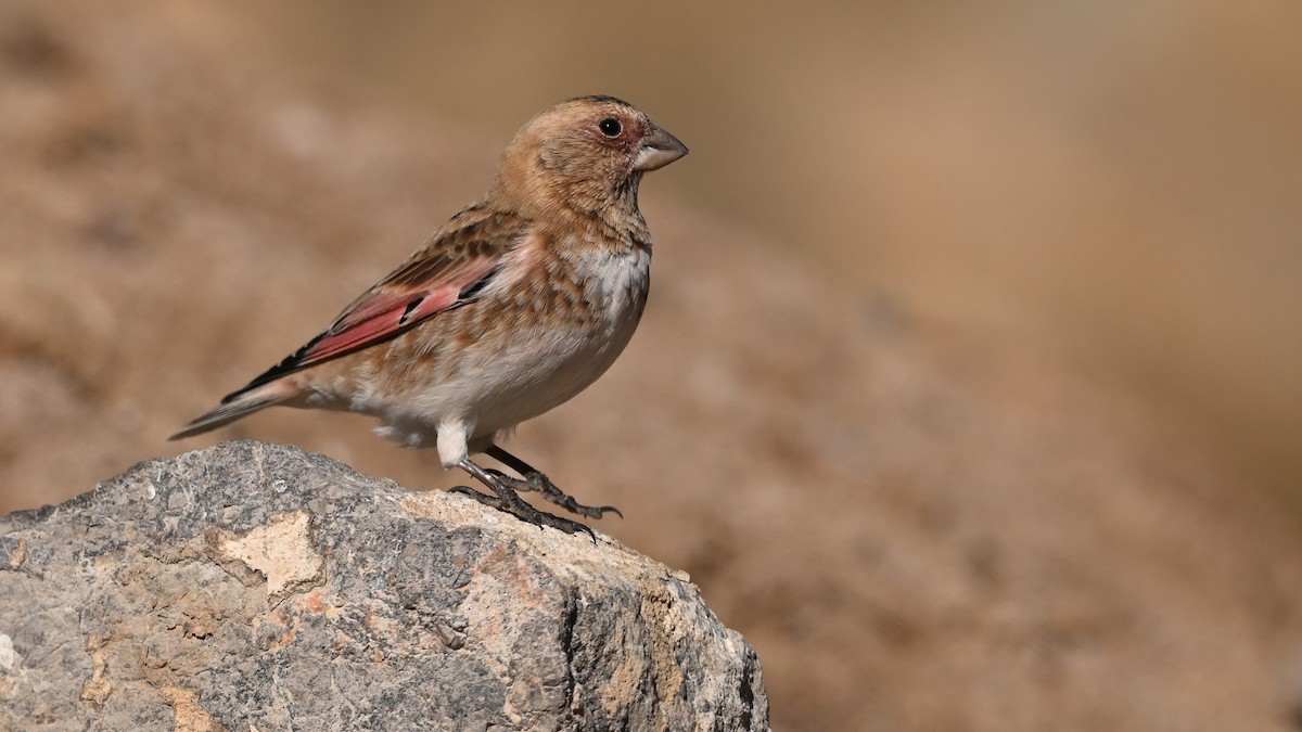 Roselin à ailes roses - ML645046088