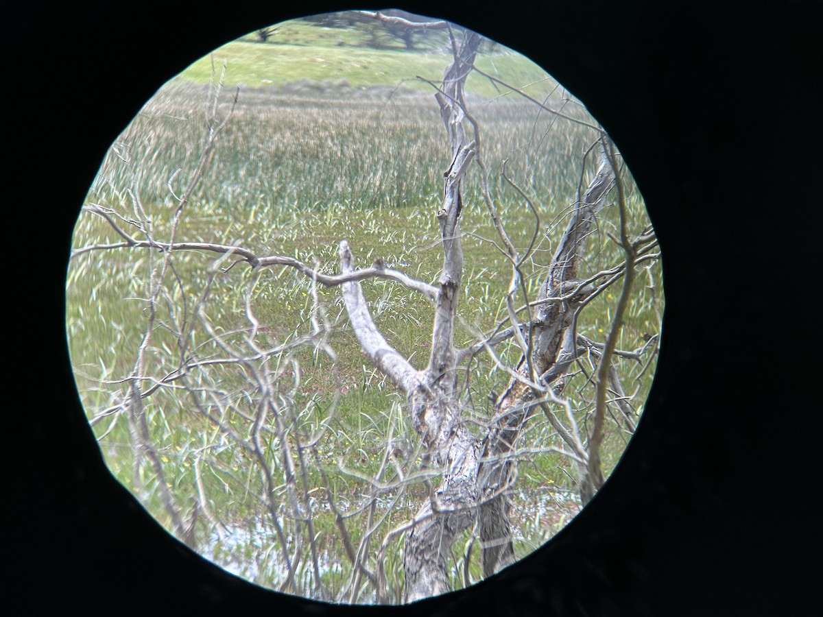 Fairy Martin - ML645046094