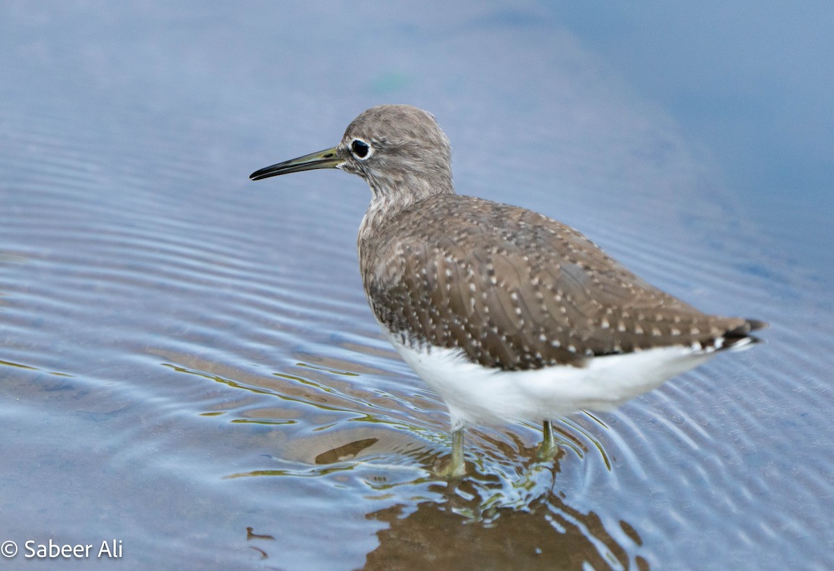 Green Sandpiper - ML645046112