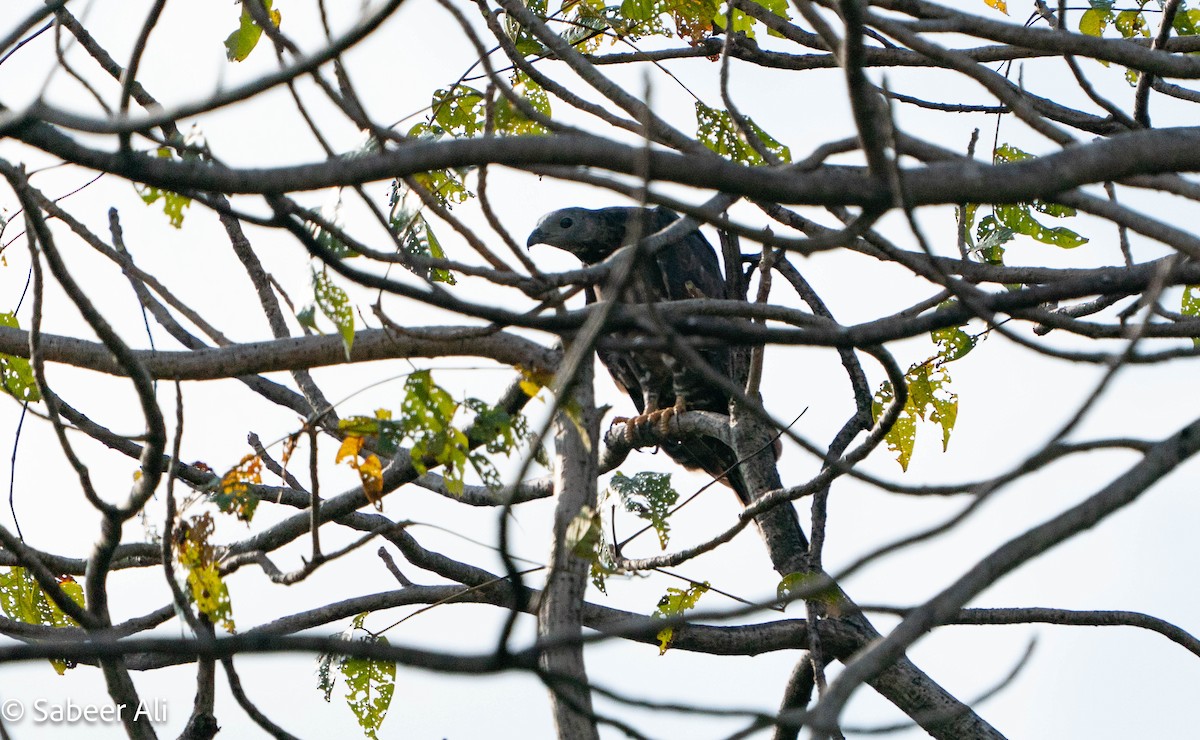 Oriental Honey-buzzard - ML645046117