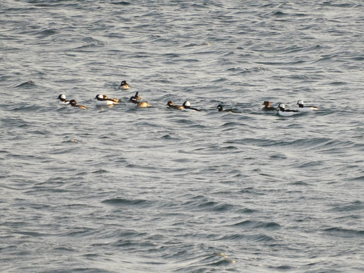 Bufflehead - ML645046118