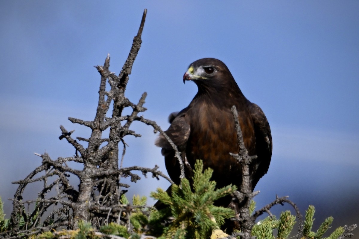Red-tailed Hawk (abieticola) - ML645046123