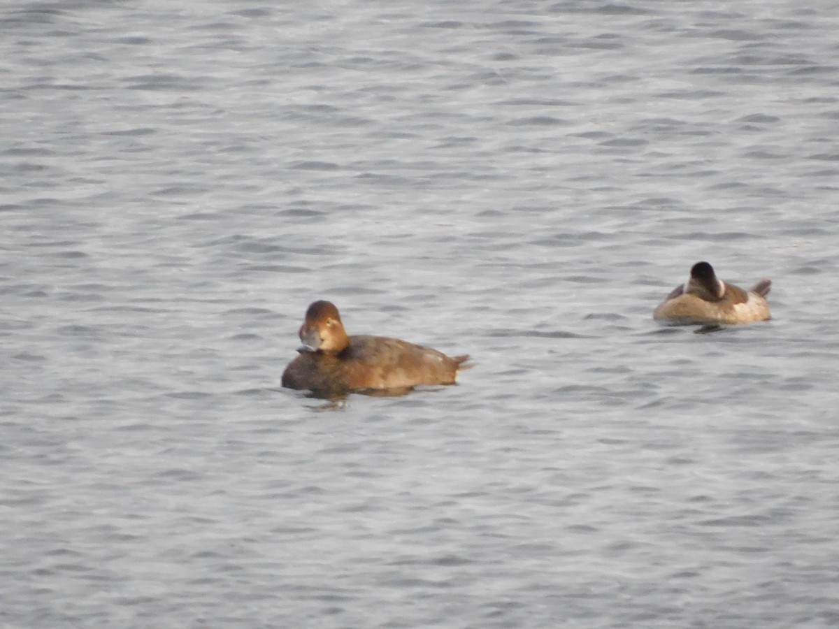 Redhead - ML645046125