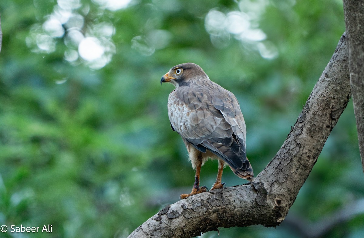 White-eyed Buzzard - ML645046129