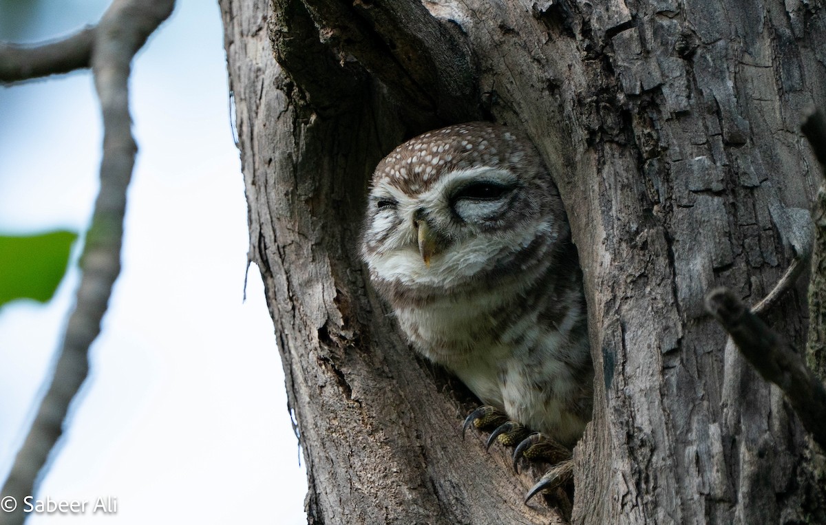 Spotted Owlet - ML645046137