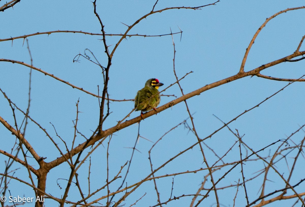 Coppersmith Barbet - ML645046139