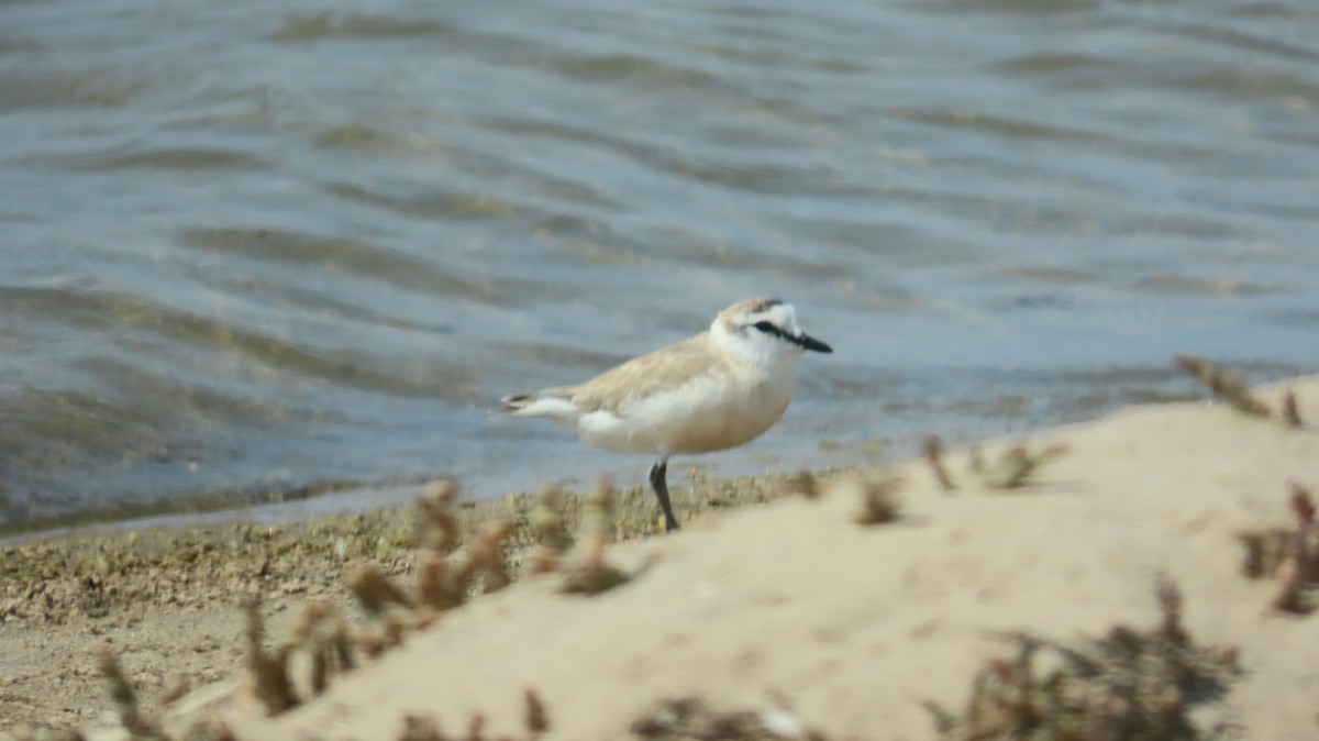 White-fronted Plover - ML645046143