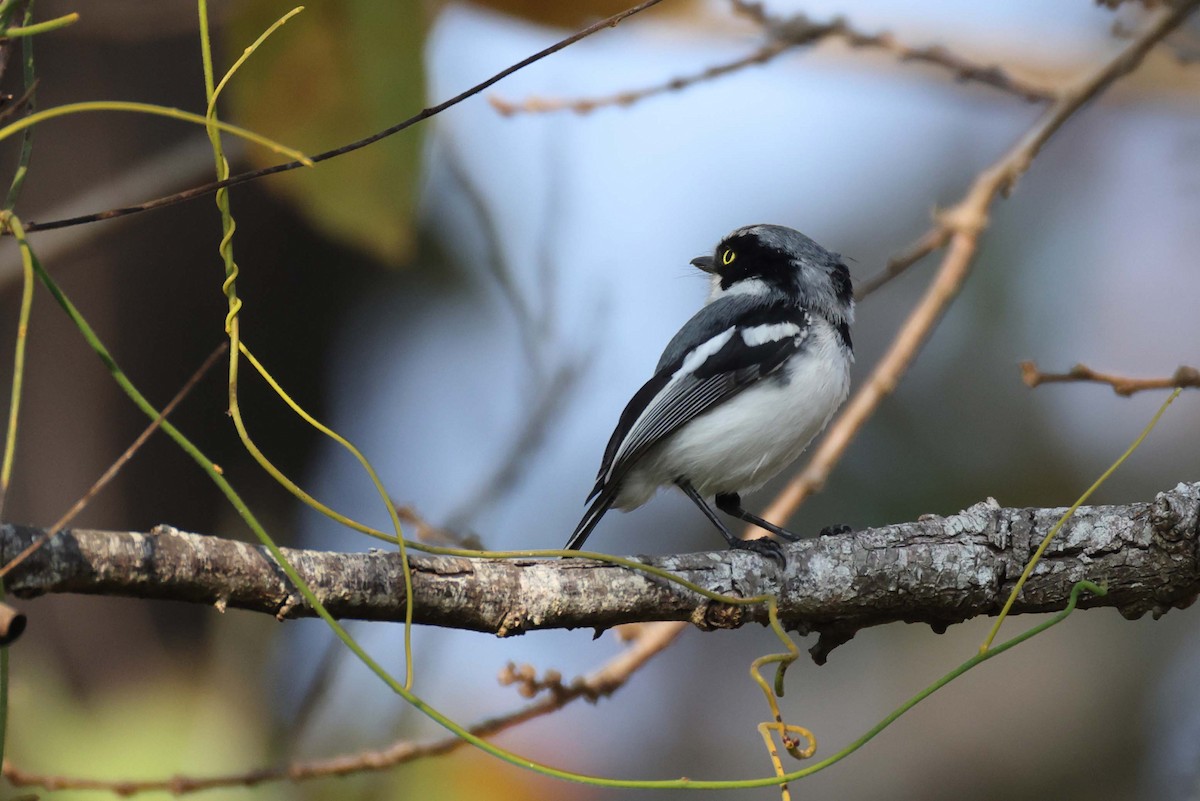 Pale Batis - ML645046144