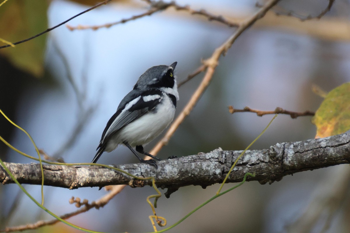 Pale Batis - ML645046145