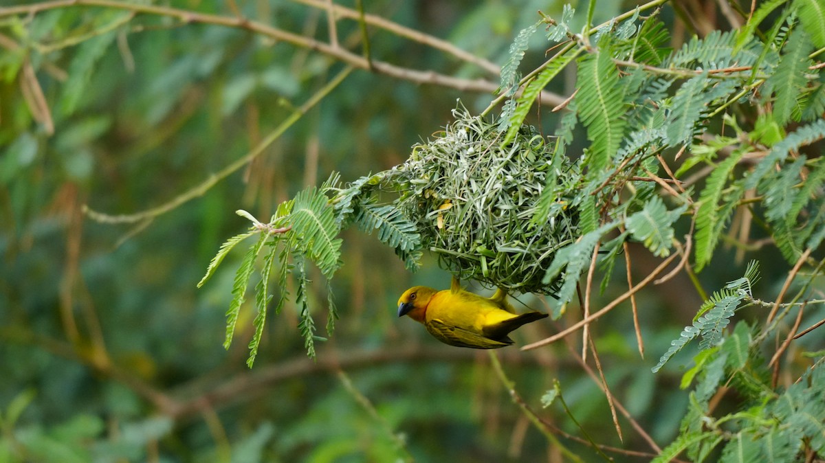 Holub's Golden-Weaver - ML645046192