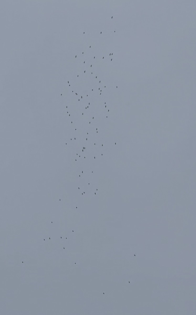 Red-throated Loon - ML645046227