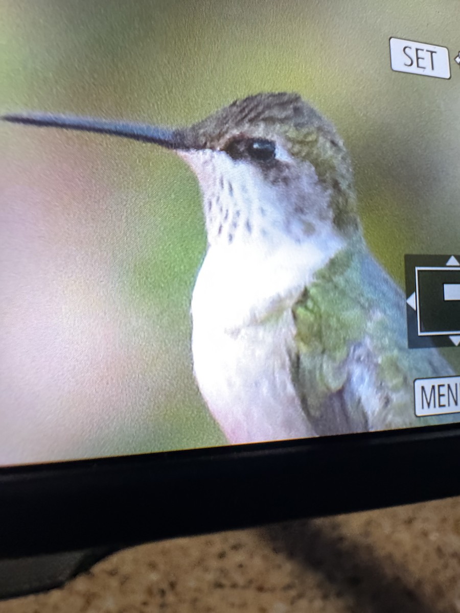 kalypta rubínohrdlá - ML645046232