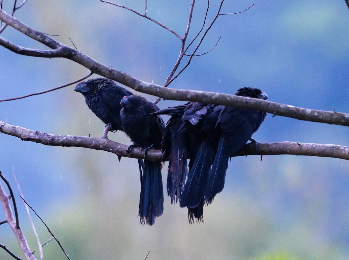 Smooth-billed Ani - ML645046293