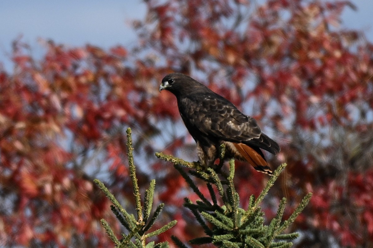 Red-tailed Hawk (abieticola) - ML645046298