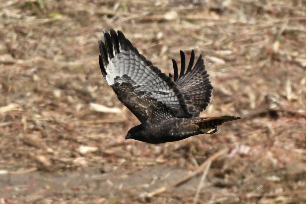 Red-tailed Hawk (abieticola) - ML645046299