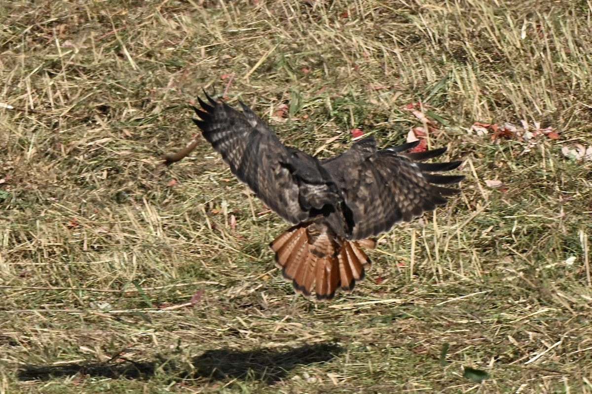 Red-tailed Hawk (abieticola) - ML645046300