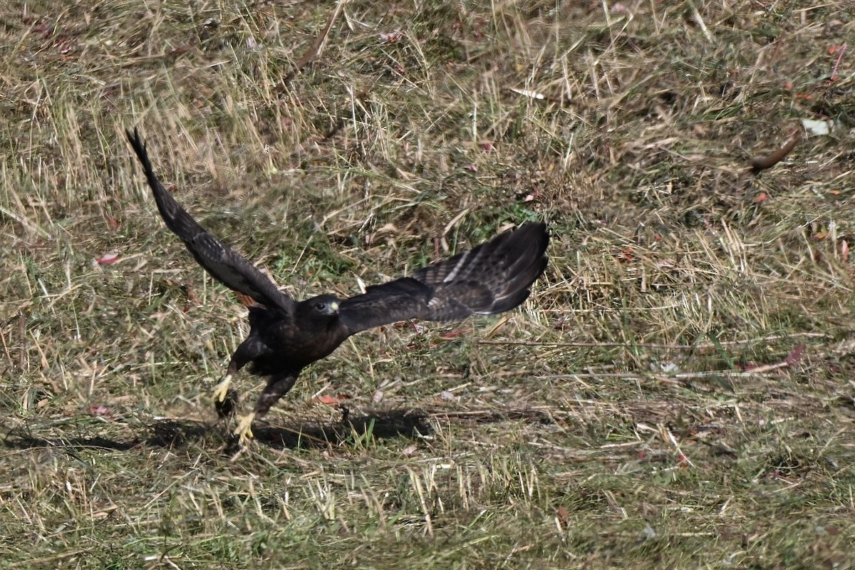 Red-tailed Hawk (abieticola) - ML645046301
