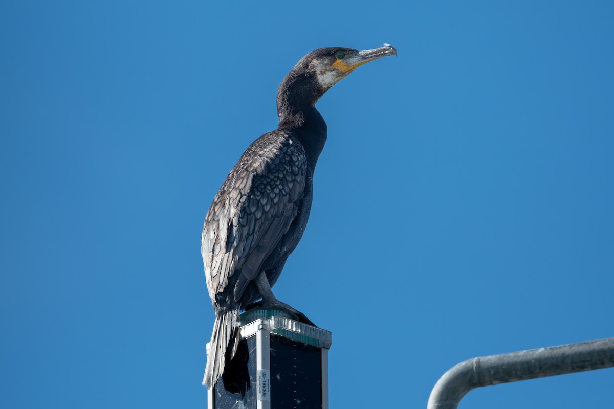 Great Cormorant - ML645046306