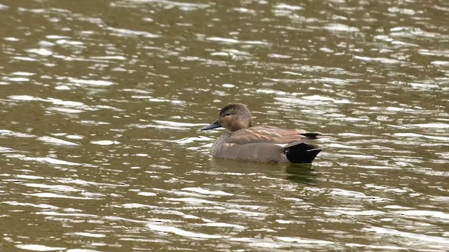 Schnatterente (strepera) - ML645046332