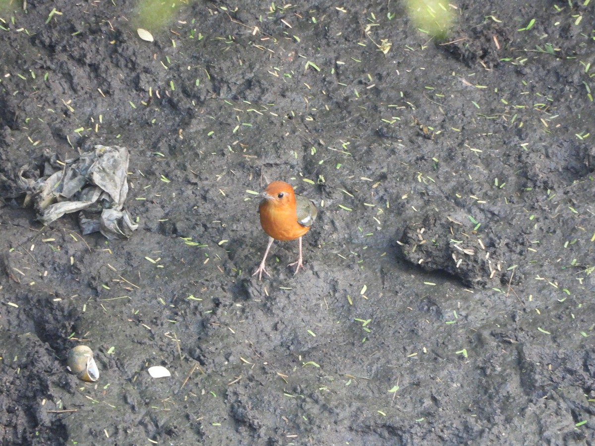 Orange-headed Thrush - ML645046347