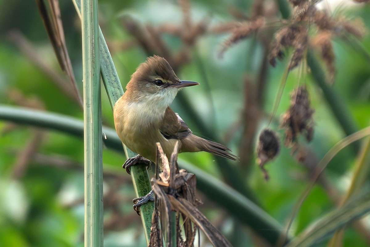 קנית אפריקנית - ML645046360