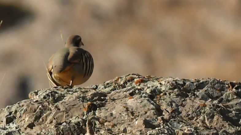 Chukar - ML645046363