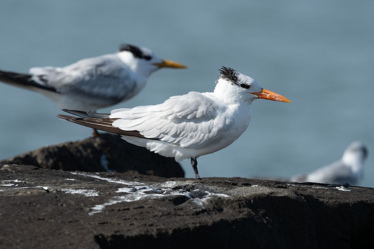 Royal Tern - ML645046369