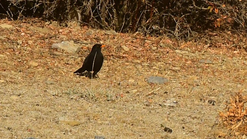 ベニハシガラス - ML645046372