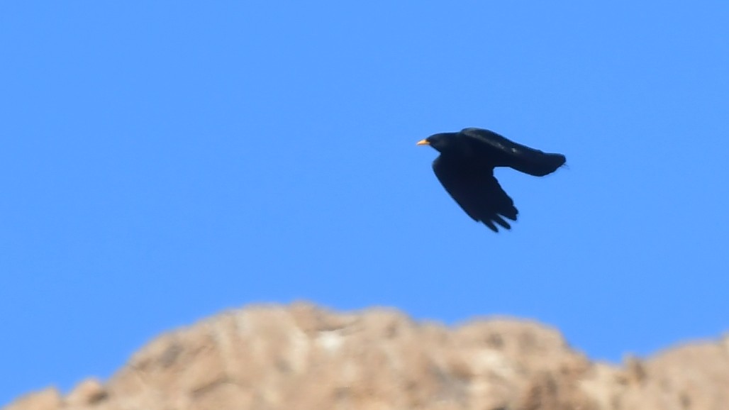 Yellow-billed Chough - ML645046375