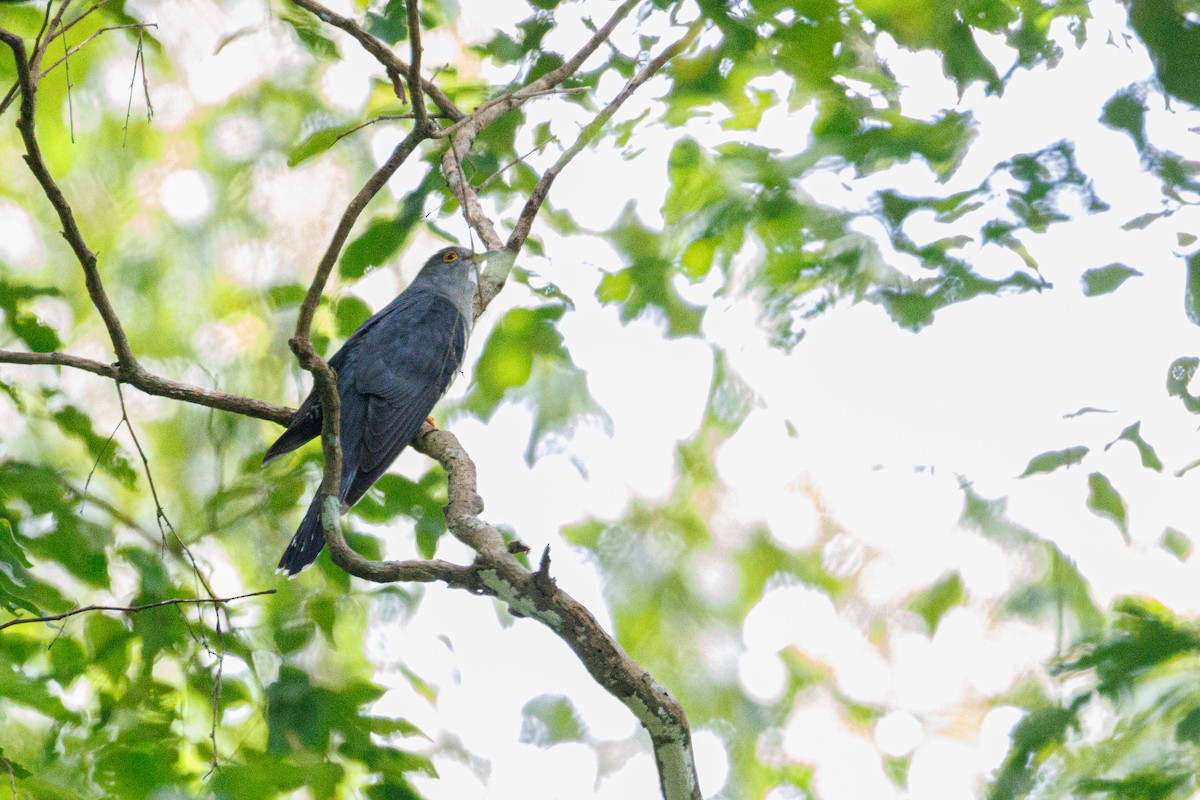 orientgjøk - ML645046378