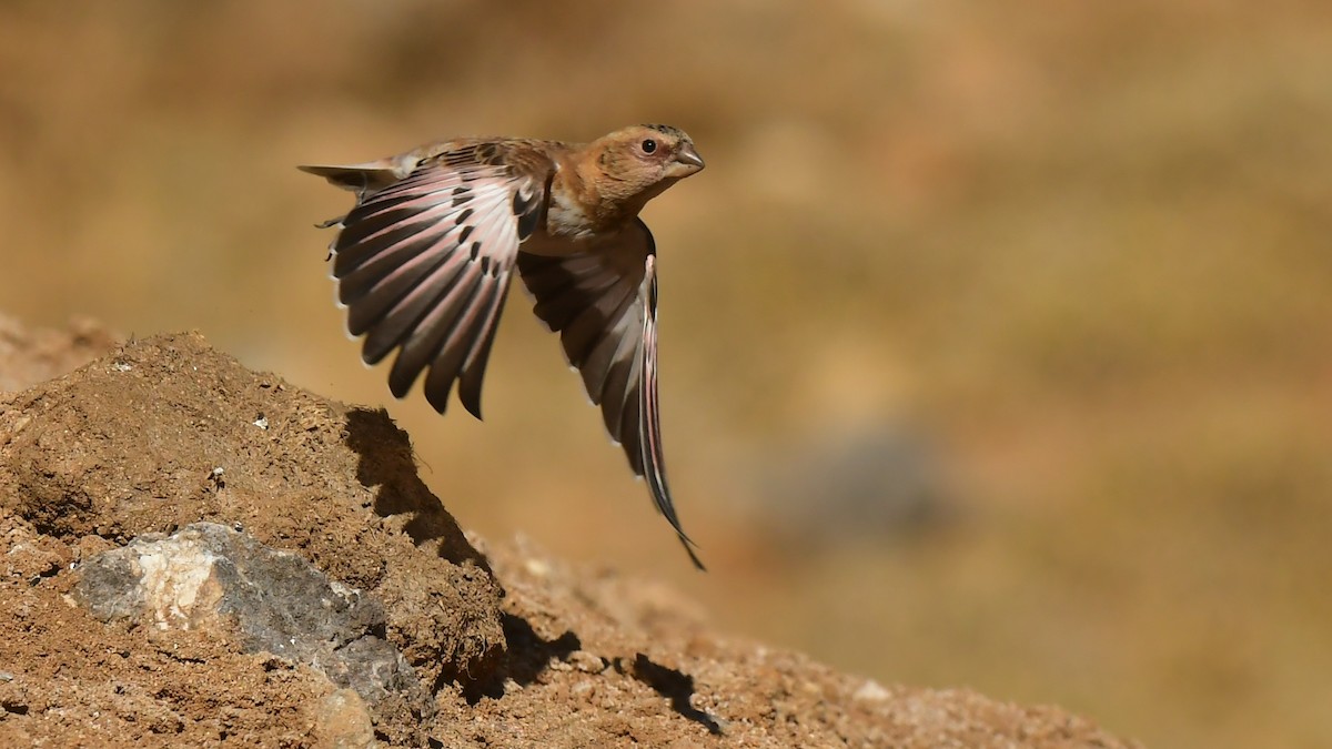 Crimson-winged Finch - ML645046397