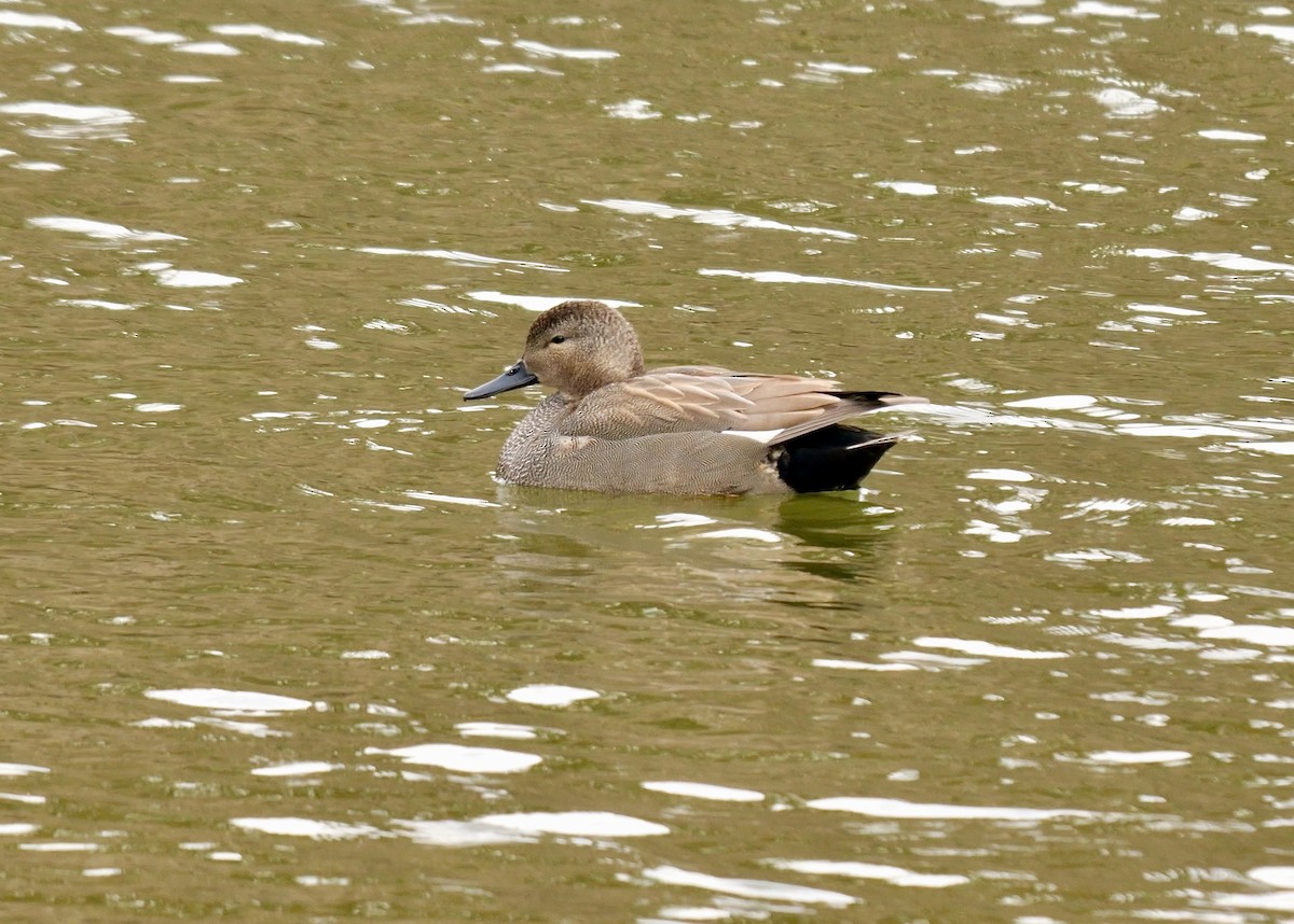 Gadwall (Common) - ML645046413