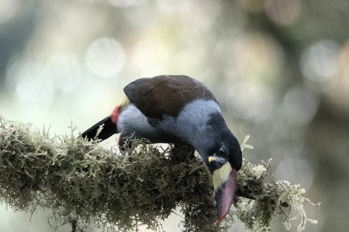 lavendeltukan - ML645046423