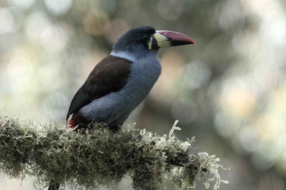 lavendeltukan - ML645046424