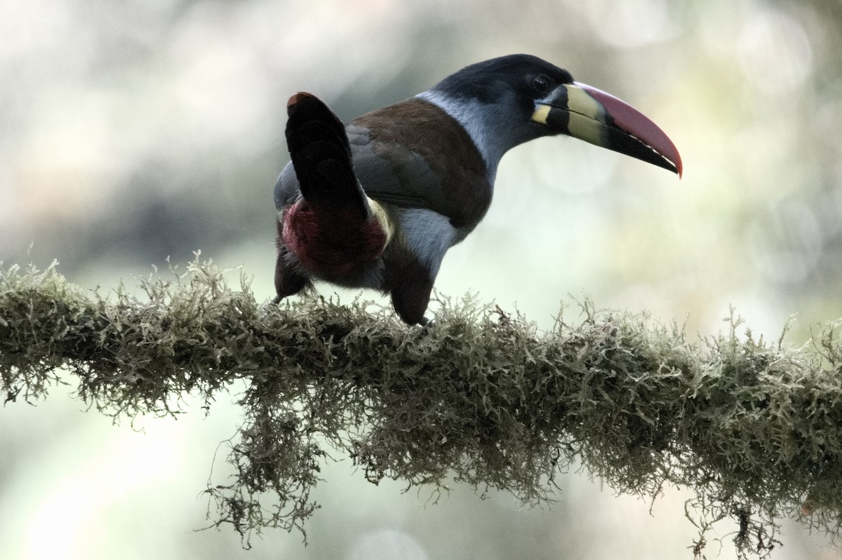 lavendeltukan - ML645046425